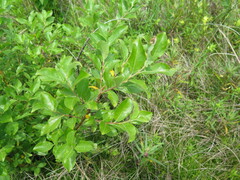 Salix abscondita