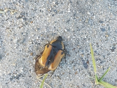 Chondropyga dorsalis