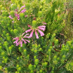 Erica abietina