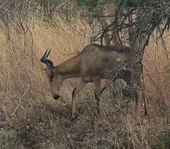 Alcelaphus buselaphus lichtensteinii