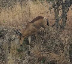 Alcelaphus buselaphus lichtensteinii