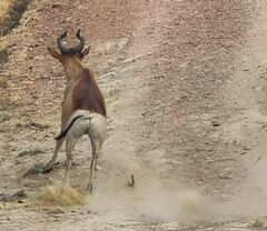 Alcelaphus buselaphus lichtensteinii