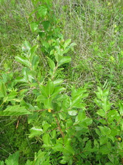 Salix abscondita