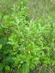 Salix abscondita