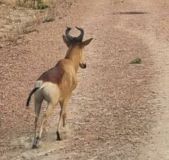 Alcelaphus buselaphus lichtensteinii