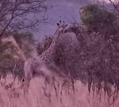 Giraffa camelopardalis