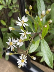 Olearia elliptica