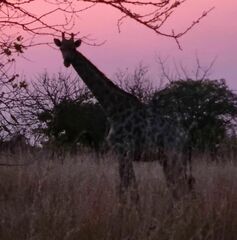 Giraffa camelopardalis