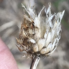 Plectocephalus americanus