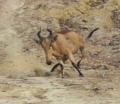 Alcelaphus buselaphus lichtensteinii