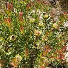 Protea scolymocephala