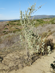 Malacothamnus fasciculatus nuttallii