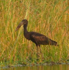 Anastomus lamelligerus