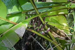 Musa campestris
