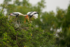Mycteria leucocephala