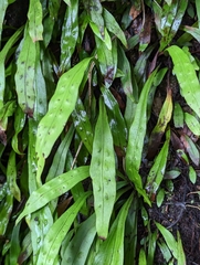 Loxogramme dictyopteris