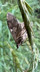 Udea marmarina