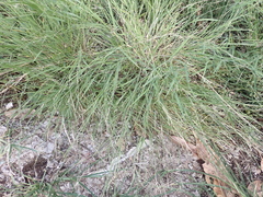 Eriochloa