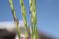 Digitaria setigera