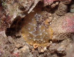 Halgerda terramtuentis