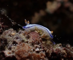 Hypselodoris peasei