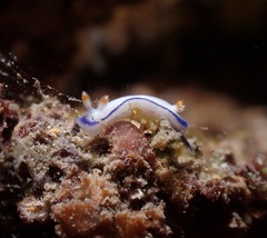 Hypselodoris peasei