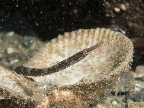 Kelp Pipefish