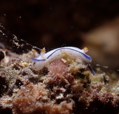 Hypselodoris peasei