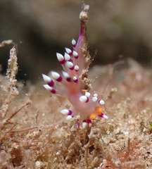 Coryphellina exoptata