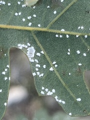 Aleuroplatus coronata