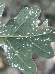 Aleuroplatus coronata