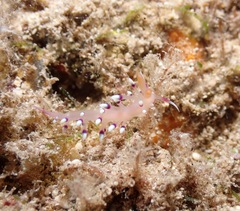 Coryphellina exoptata