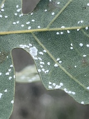 Aleuroplatus coronata