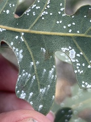 Aleuroplatus coronata