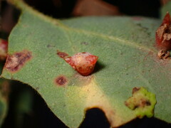 Cynips douglasii