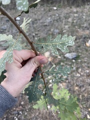 Aleuroplatus coronata