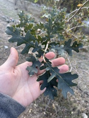 Aleuroplatus coronata
