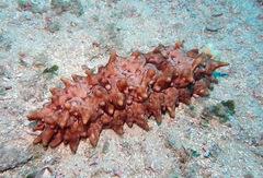 Stichopus pseudohorrens