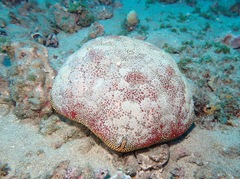 Culcita novaeguineae