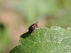 Steganopsis melanogaster