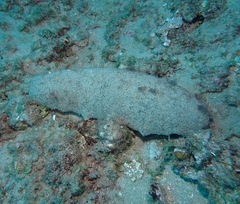 Holothuria whitmaei