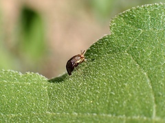 Steganopsis melanogaster