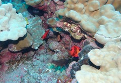 Centropyge loriculus