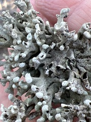 Hypogymnia tubulosa