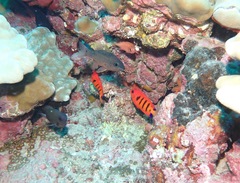 Centropyge loriculus