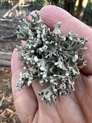Hypogymnia tubulosa