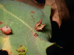 Cynips douglasii
