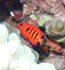 Centropyge loriculus