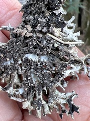 Hypogymnia tubulosa