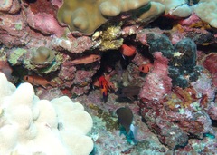 Centropyge loriculus